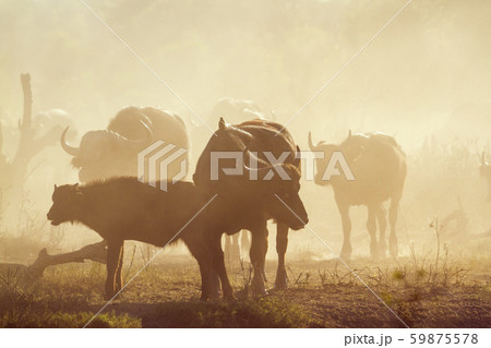 African buffalo in Kruger National park, South 59875578