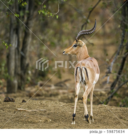 Common Impala in Kruger National park, South 59875634