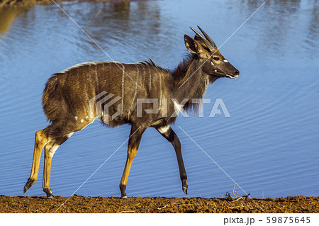 Nyala in Kruger National park, South Africa Nyala in Kruger National park, South Africa 59875645