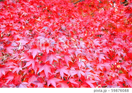 紅葉 59876088