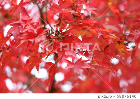 真っ赤な紅葉たち 真っ赤な紅葉たち 59876140