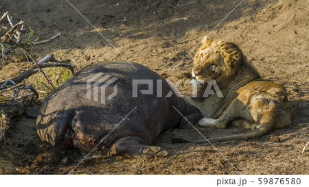African lion in Kruger National park, South Africa African lion in Kruger National park, South Africa 59876580