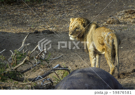 African lion in Kruger National park, South Africa African lion in Kruger National park, South Africa 59876581