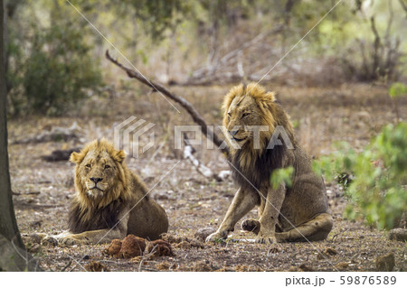 African lion in Kruger National park, South Africa 59876589