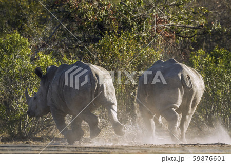 Southern white rhinoceros in Kruger National park, Southern white rhinoceros in Kruger National park, 59876601