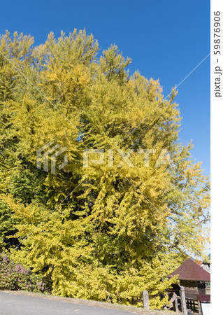 北金ヶ沢の大イチョウ 59876906