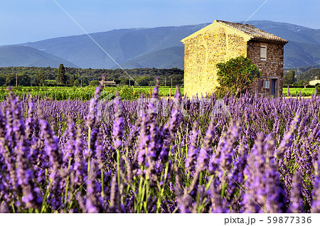 Lavender in the landscape 59877336