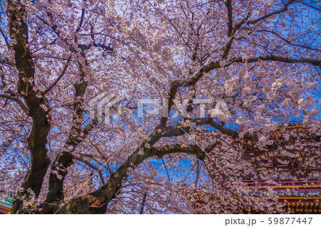 池上本門寺の満開の桜 59877447