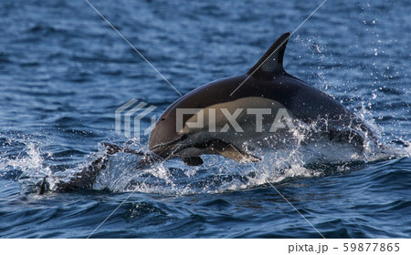 イルカ 　南アフリカ　サーディンラン 59877865