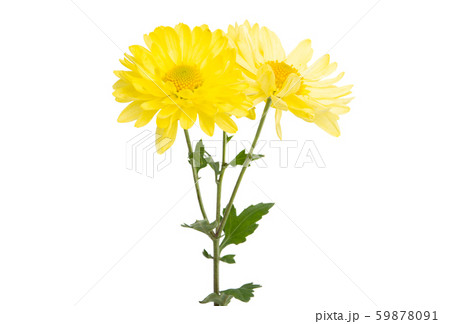 chrysanthemum isolated 59878091