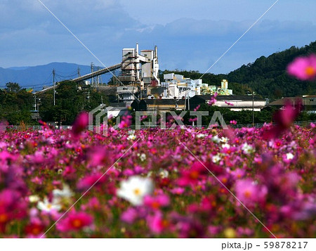 カラフルなセメント工場（コスモス畑越しのオブジェ） 59878217