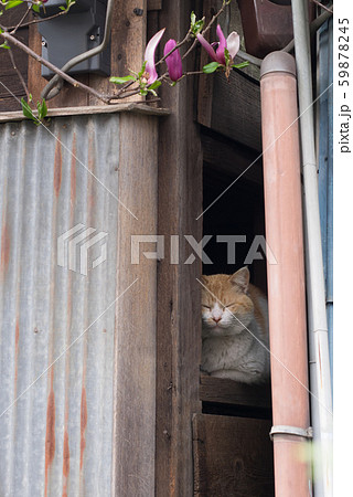 隙間ねこ 59878245