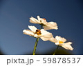 美しい白いコスモス達 59878537