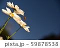 美しい白いコスモス達 59878538