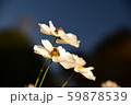美しい白いコスモス達 59878539