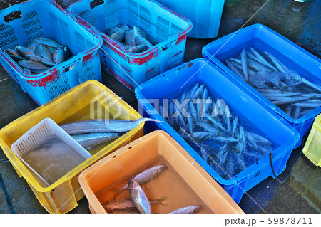 【漁港 仕分け作業の魚】 【漁港 仕分け作業の魚】 59878711