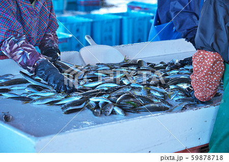 【漁港 仕分け作業の魚】 59878718