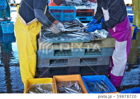 【漁港 仕分け作業の魚】 59878720