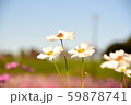美しい白いコスモス達 59878741