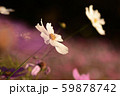 美しい白いコスモス達 59878742