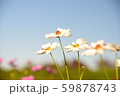 美しい白いコスモス達 59878743