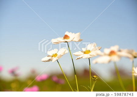 美しい白いコスモス達 59878743