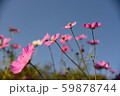 美しいピンクコスモス達 59878744