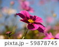美しいピンクコスモス達 59878745