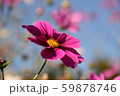 美しいピンクコスモス達 59878746
