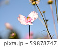 美しいピンクコスモス達 59878747