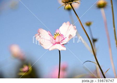 美しいピンクコスモス達 59878747
