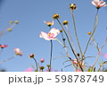 美しいピンクコスモス達 59878749