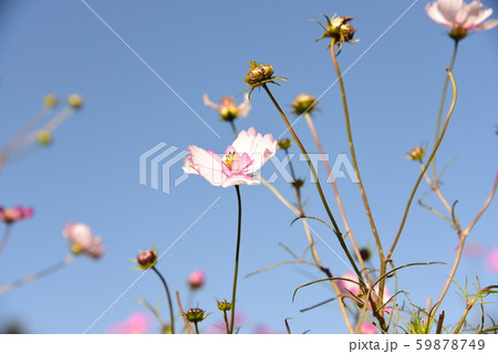 美しいピンクコスモス達 59878749