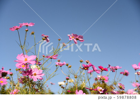 美しいコスモス達 59878808