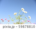 美しいコスモス達 59878810