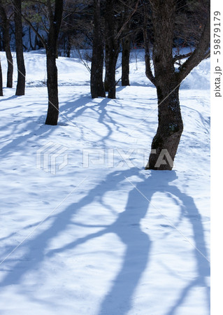 雪原の朝　木陰 59879179