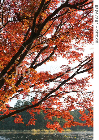 紅葉 59879388
