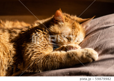 Fluffy ginger cat sleeping in bed on beige bedding 59879982