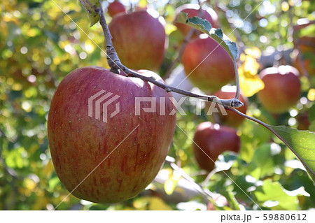赤色　リンゴ　リンゴの木　リンゴ畑　りんご　林檎　長野県　りんご園　りんごの木 59880612