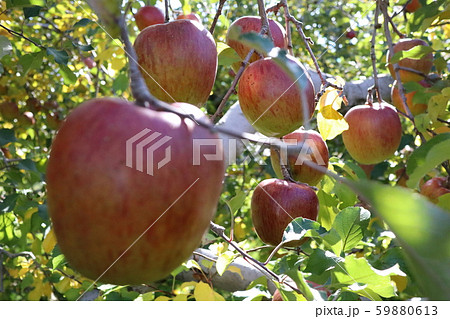 赤色　リンゴ　リンゴの木　リンゴ畑　りんご　林檎　長野県　りんご園　りんごの木 59880613