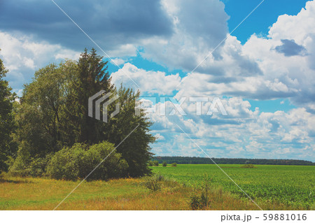 Rural landscape. Trees on the edge of a green field on a sunny summer day Rural landscape. Trees on the edge of a green field on a sunny summer day 59881016