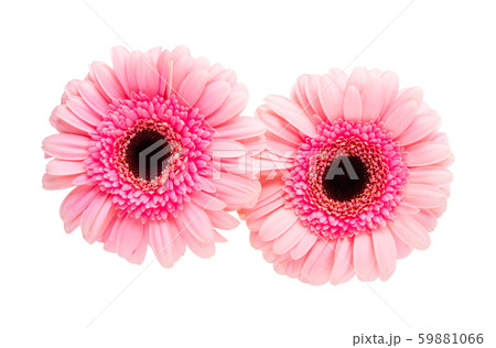 pink gerbera isolated 59881066