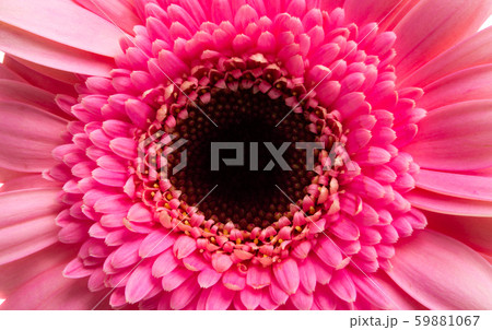 pink gerbera isolated pink gerbera isolated 59881067