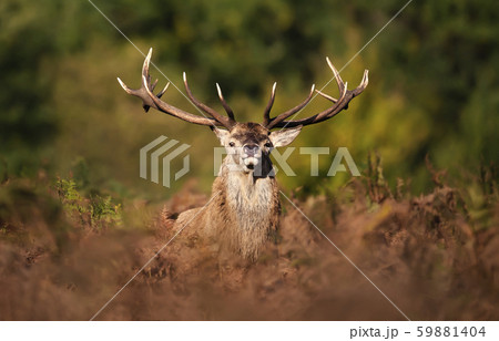 Close up of a red deer stag during rutting season Close up of a red deer stag during rutting season 59881404