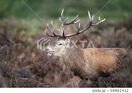 Red deer stag calling during rutting season Red deer stag calling during rutting season 59881412