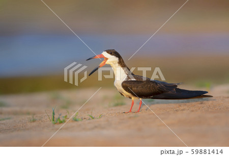 Close up of a black skimmer calling 59881414