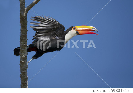 Close up of a Toco Toucan in flight Close up of a Toco Toucan in flight 59881415