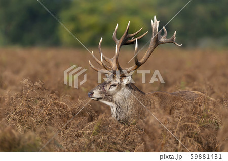 Close-up of an injured red deer stag Close-up of an injured red deer stag 59881431