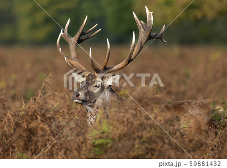Close-up of an injured red deer stag Close-up of an injured red deer stag 59881432