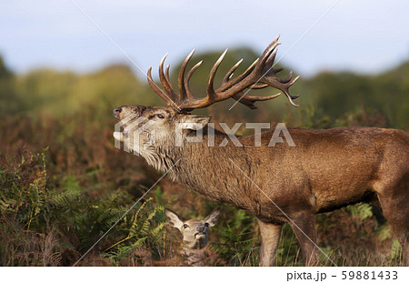 Red deer stag calling during rutting season Red deer stag calling during rutting season 59881433
